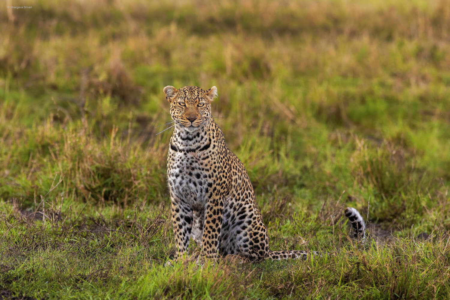 leopard-1.jpg